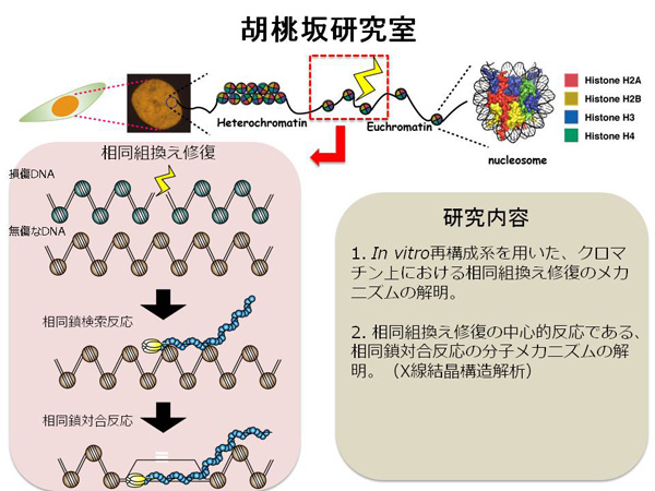 胡桃坂　仁志