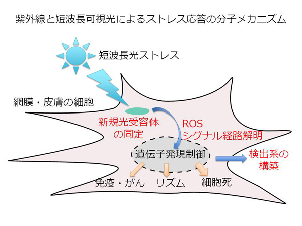 岡野　俊行